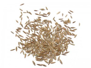 Semillas de césped Festuca Arundinacea. Viveros Coronado Navalcarnero, Madrid