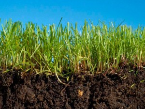 detalle-cesped-y-raices - Cesped Natural Madrid